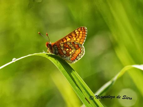 Sólo Mariposas...