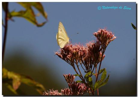 Sólo Mariposas...