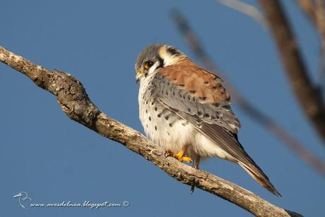 Halconcito colorado (American Kestrel) Falco sparverius