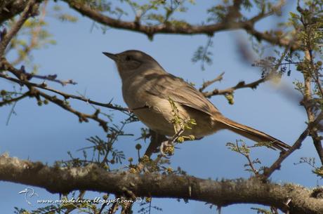 Canastero chaqueño (Short-billed canastero) Asthenes baeri