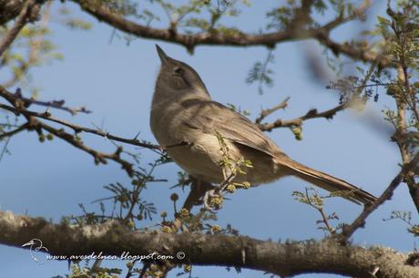 Canastero chaqueño (Short-billed canastero) Asthenes baeri