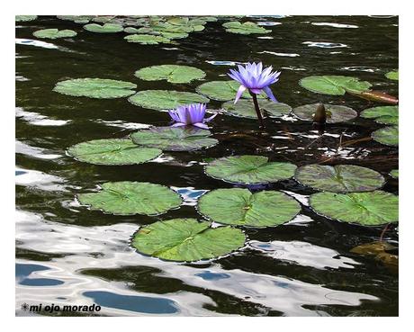 Los ojos de Monet