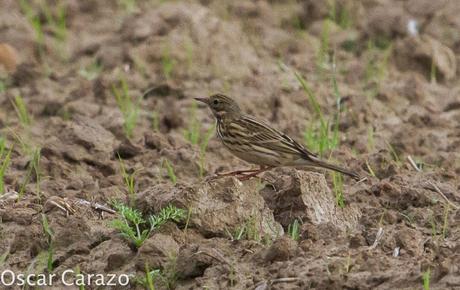 VANELLUS GREGARIUS VANELLUS GREGARIUS