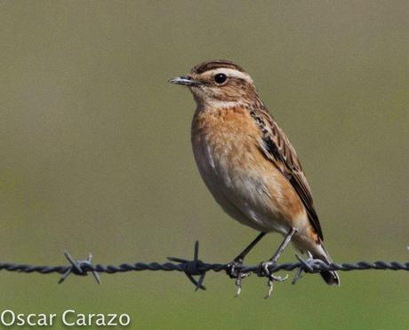 VANELLUS GREGARIUS VANELLUS GREGARIUS