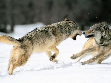 En tu interior hay dos lobos luchando