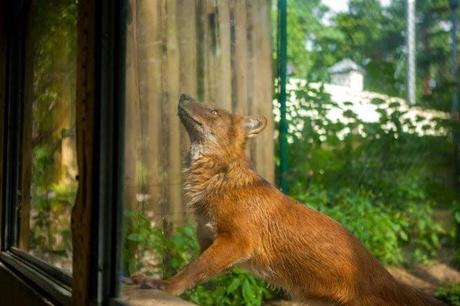 la vida real de los animales en los zoológicos. 