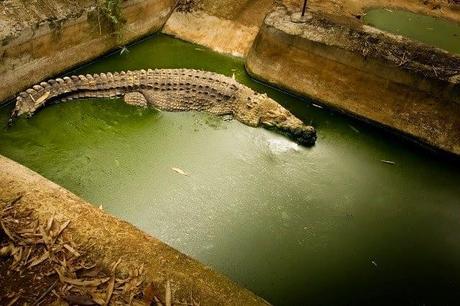 Así es la vida real de los animales en los zoológicos.