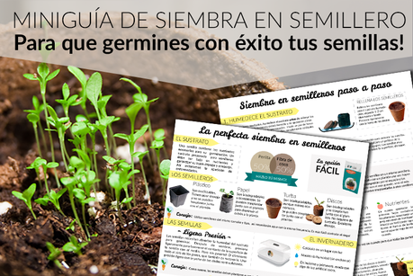 Miniguía de siembra en semilleros sembrar en semilleros
