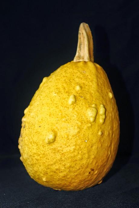 ROLLO DE CALABAZA, RUIBARBO Y MASCARPONE ROLLO DE CALABAZA, RUIBARBO Y MASCARPONE