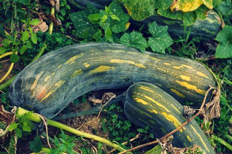 ROLLO DE CALABAZA, RUIBARBO Y MASCARPONE ROLLO DE CALABAZA, RUIBARBO Y MASCARPONE