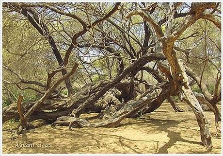 Los organismos vivos más antiguos en la Tierra