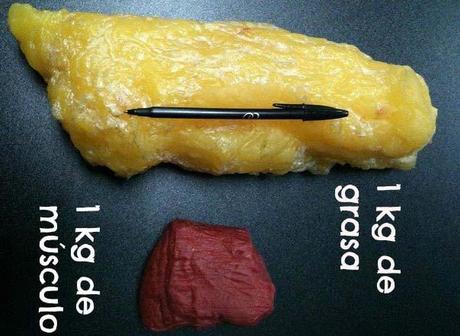 grasa y musculo