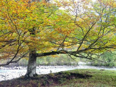 Un viaje especial en Otoño / A special trip in Autumn Un viaje especial en Otoño / A special trip in Autumn