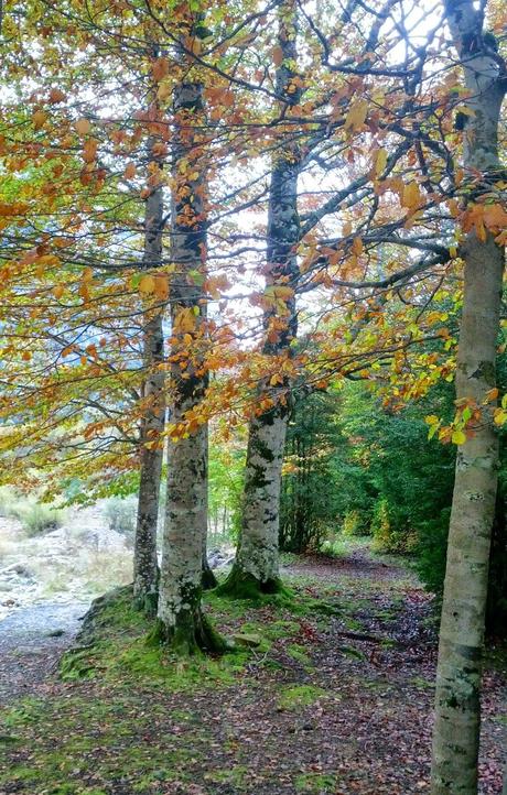 Un viaje especial en Otoño / A special trip in Autumn Un viaje especial en Otoño / A special trip in Autumn