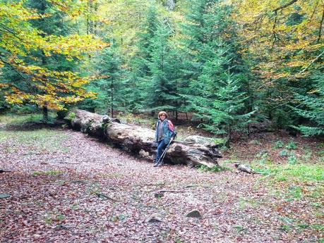 Un viaje especial en Otoño / A special trip in Autumn Un viaje especial en Otoño / A special trip in Autumn