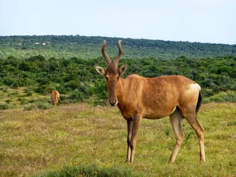 Sudáfrica, Ruta Jardín. De Port Elisabeth al Parque Tsitsikama