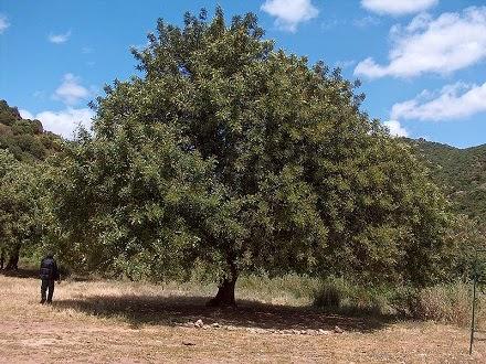 La línea “Volumea” de RENE FURTERER – aporta cuerpo al cabello fino y sin volumen