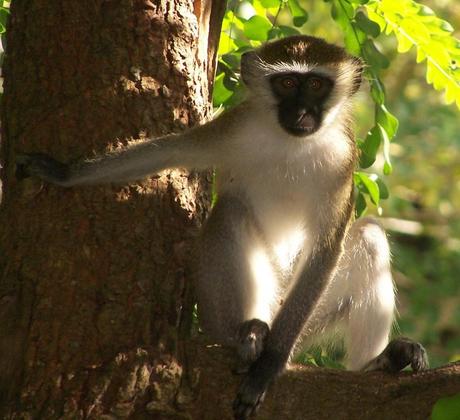 Ubuntu 15.04 tendrá el nombre clave Vivid Vervet Chlorocebus pygerythrus e1413953750702 1024x936 Ubuntu 15.04 tendrá el nombre clave Vivid Vervet