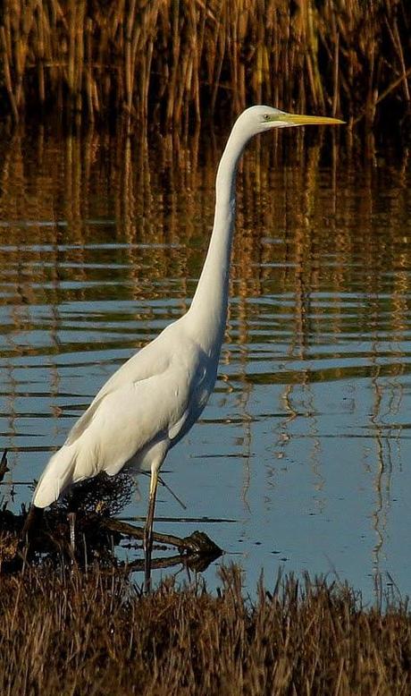 I Campeonato Ibérico de Aves Esbeltas