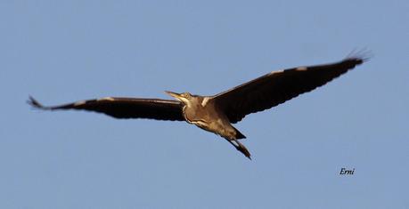 I Campeonato Ibérico de Aves Esbeltas