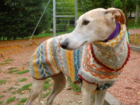 ABRIGO PARA GALGO CON UN JERSEY VIEJO