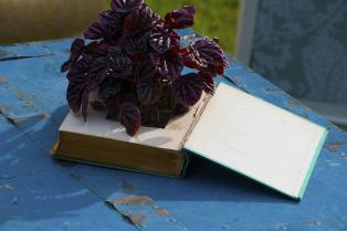 Colores-de-boda-rincon-sillones-sofas-antiguos-baul--laura-y-raul_0036 Bodas CdB 2014. La boda Shabby-Chic de Laura y Raúl