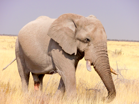 NAMIBIA POR LIBRE (10 DÍAS) ETOSHA PARK