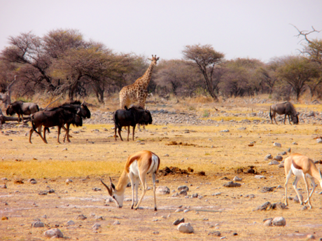 NAMIBIA POR LIBRE (10 DÍAS) ETOSHA PARK