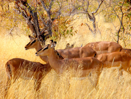 NAMIBIA POR LIBRE (10 DÍAS) ETOSHA PARK