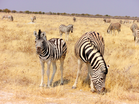 NAMIBIA POR LIBRE (10 DÍAS) ETOSHA PARK