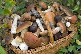 Croquetas de níscalos y mozzarela ... para el reto Color y Sabor de Temporada Croquetas de níscalos y mozzarela ... para el reto Color y Sabor de Temporada