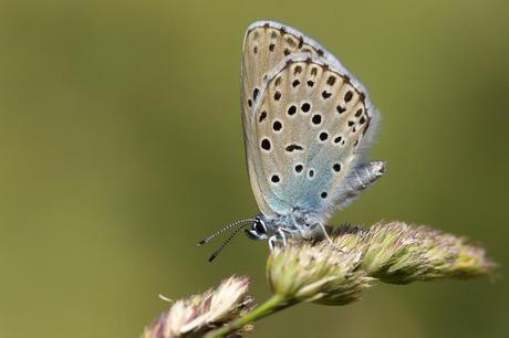 para ampliar Phengaris (Maculinea) arion (Linnaeus, 1758) Hormiguera de lunares y puesta hacer clic