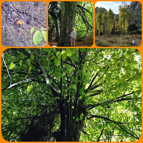 Paseo, castañas, animales y un Tilo centenario Paseo, castañas, animales y un Tilo centenario