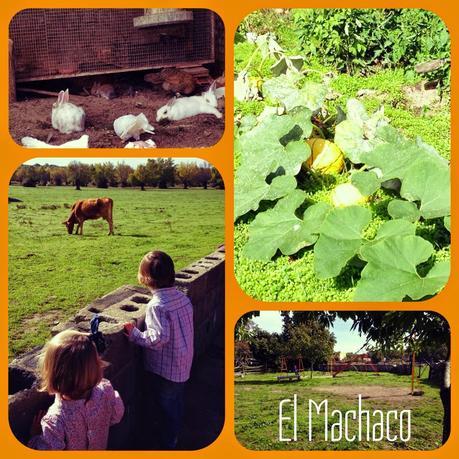 Paseo, castañas, animales y un Tilo centenario Paseo, castañas, animales y un Tilo centenario