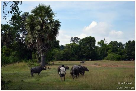 Siem Reap: Templos en la Jungla y Gastronomía Jemer