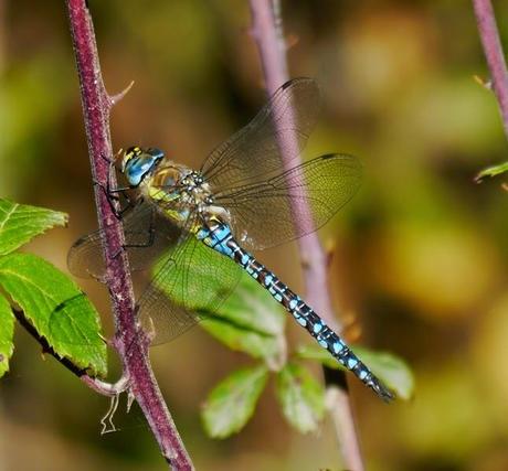 Por fin, una Aeshna cyanea