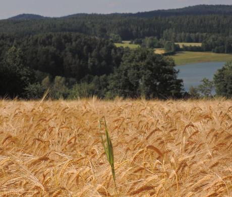 Viaje a ninguna parte. La buena tierra. La mala hierba puede ser, por contraste, la más hermosa.
