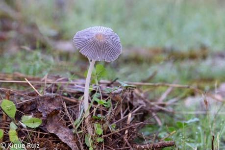 Macro 2014 VI (setas) Macro 2014 VI (setas)