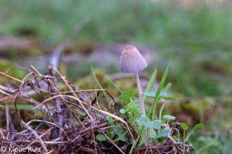 Macro 2014 VI (setas) Macro 2014 VI (setas)