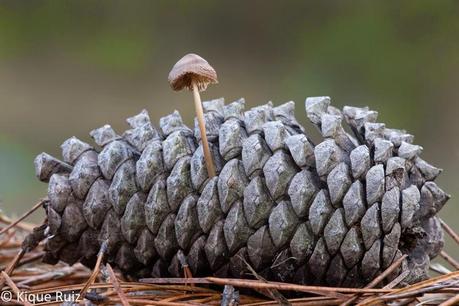 Macro 2014 VI (setas) Macro 2014 VI (setas)