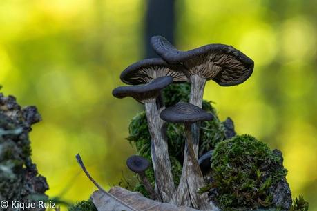 Macro 2014 VI (setas) Macro 2014 VI (setas)