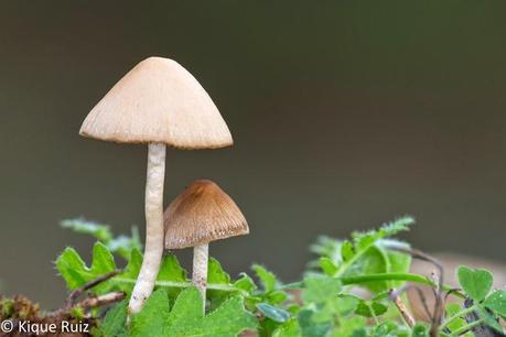 Macro 2014 VI (setas) Macro 2014 VI (setas)