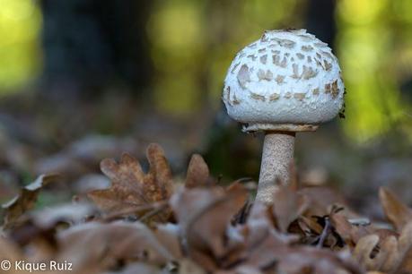 Macro 2014 VI (setas) Macro 2014 VI (setas)