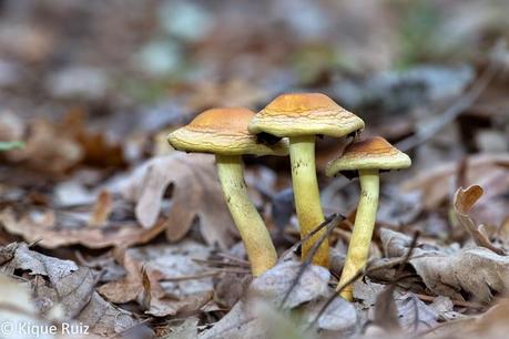 Macro 2014 VI (setas) Macro 2014 VI (setas)