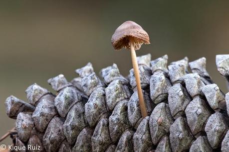 Macro 2014 VI (setas) Macro 2014 VI (setas)