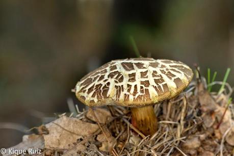 Macro 2014 VI (setas) Macro 2014 VI (setas)