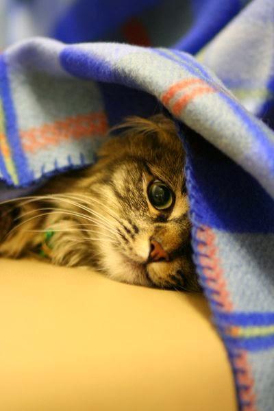 Warm&Cozy: calentin y prestosin Warm&Cozy: calentin y prestosin