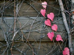 Perder el miedo a soñar KONICA MINOLTA DIGITAL CAMERA