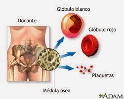 Regeneran Medula Osea con Terapia Celular