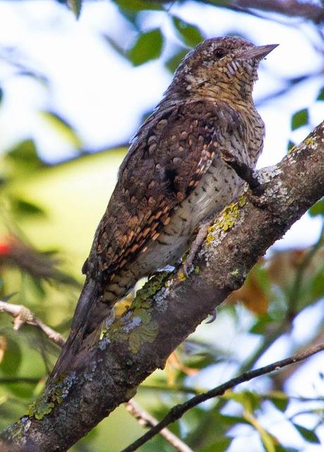 FAUNA ALAVESA: TORCECUELLO